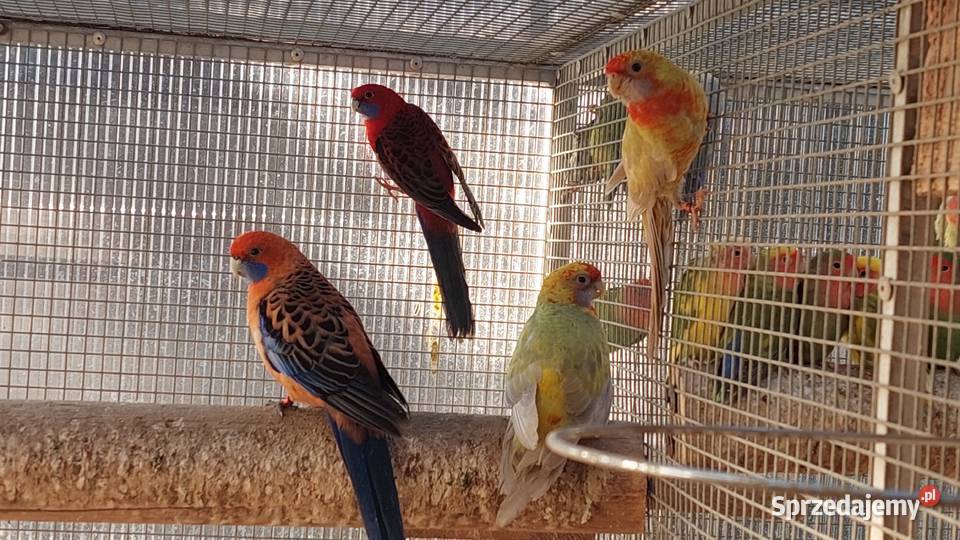 Rozelle królewskie pary lęgowe dorosłe ptaki Czarnocin sprzedam