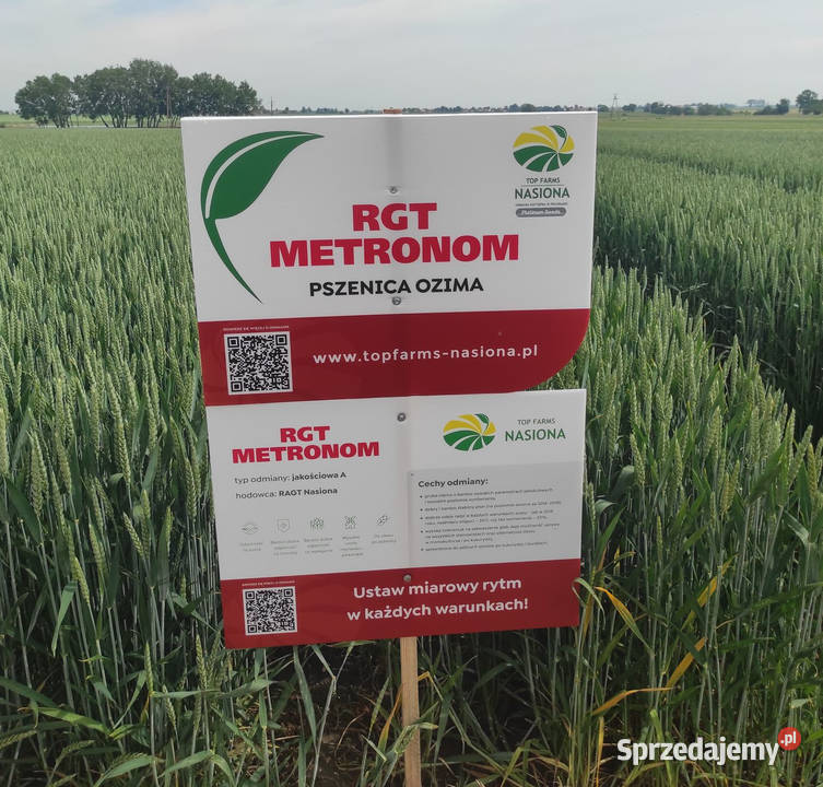 Pszenica ozima RGT Metronom zaprawa Vibrance Zambrów