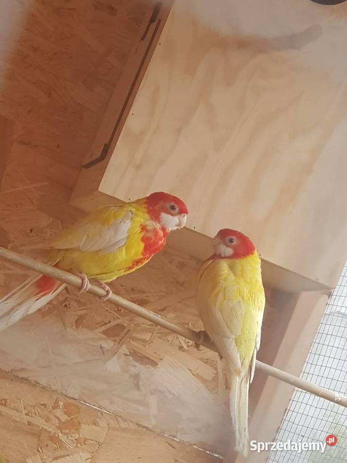 Rozelle białolice lutino rubino czerwone Wodzisław Śląski