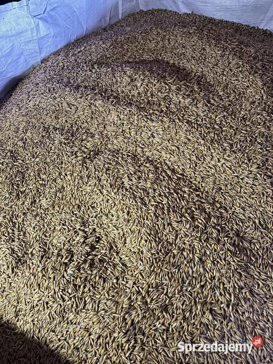 Sprzedam owies jary 1 centrali Refleks Sędziszów sprzedam