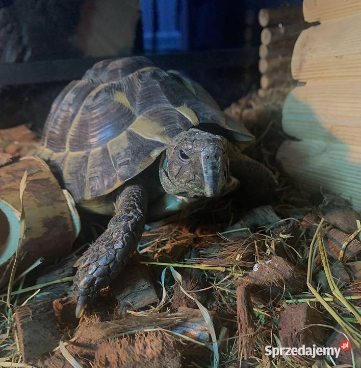 Zestaw 2 żółwie terrarium ReptiZoo z zachodniopomorskie Koszalin