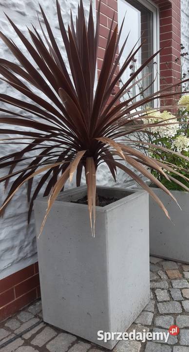 Donica betonowa z betonu architektonicznego D2 Pozostałe Katowice