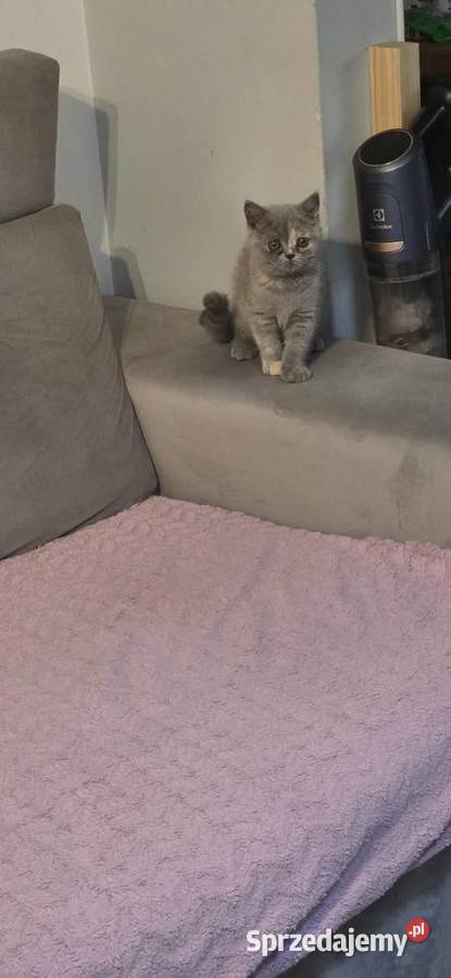 Kotka brytyjska z rodowodem już do odbioru Wrocław sprzedam