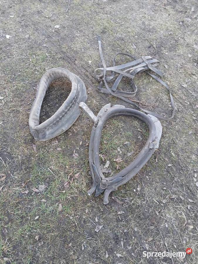 Homento Uzda Konna owijki Kaganiec Oryginalne z świętokrzyskie Moszyny sprzedam