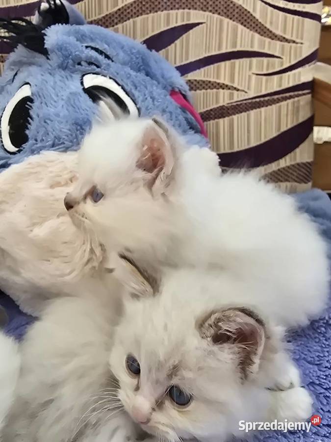 Ragdoll niespotykane kocięta w kolorze mink lubuskie