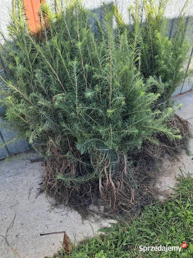 Modrzew europejski pospolity 2l sadzonki 5070 łódzkie Opoczno sprzedam