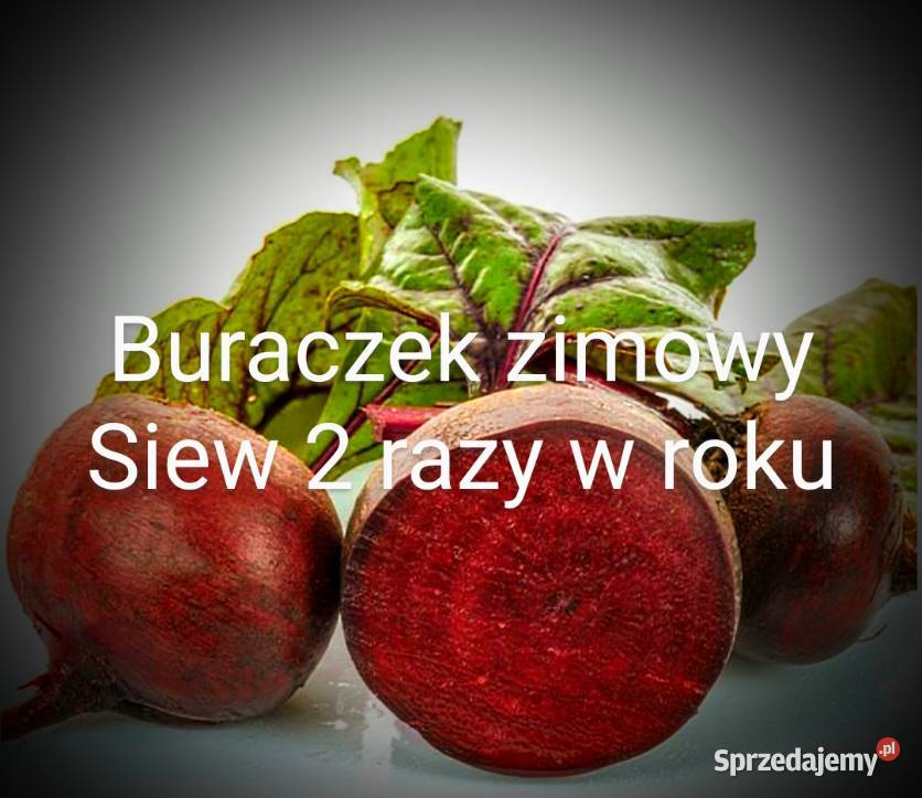 Buraczekzimowy nasiona Burak kula podłużny Kraków sprzedam
