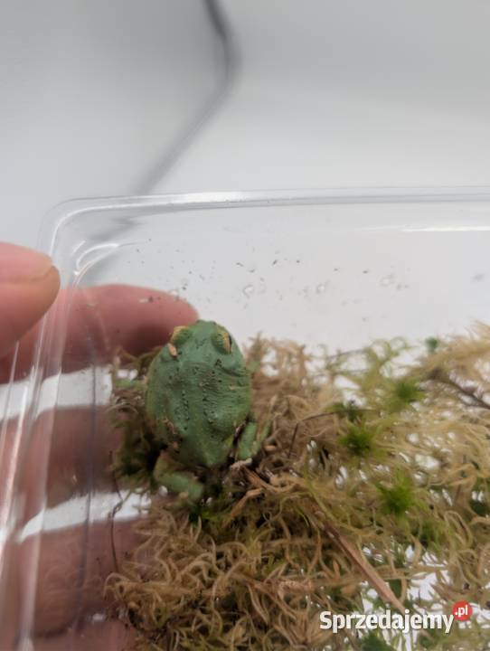 Żaba rogata samurai blue