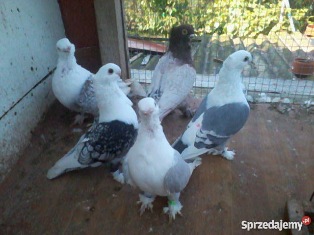 golebie standarty Pozostałe Legnica sprzedam