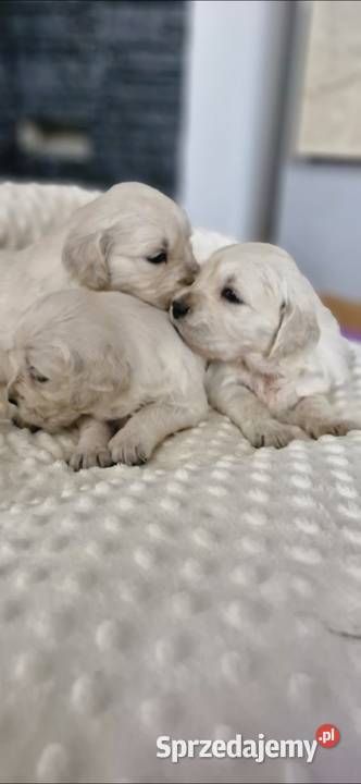 Golden Retriever FCI suczka zkwp