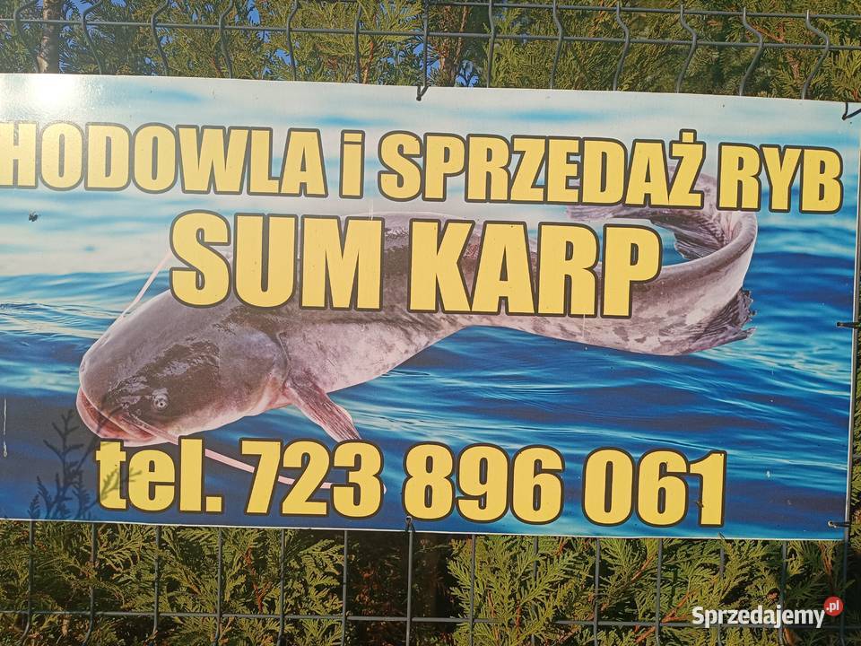Sum wędzony tradycyjnie wysyłka Ryby Zbytków