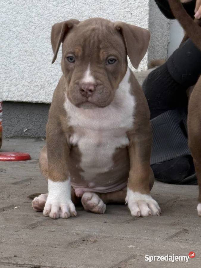 American bully xl szczeniak Pozostałe Czerlejno
