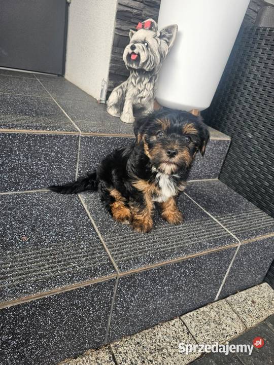 York terrier chłopczyk York Chróścin sprzedam