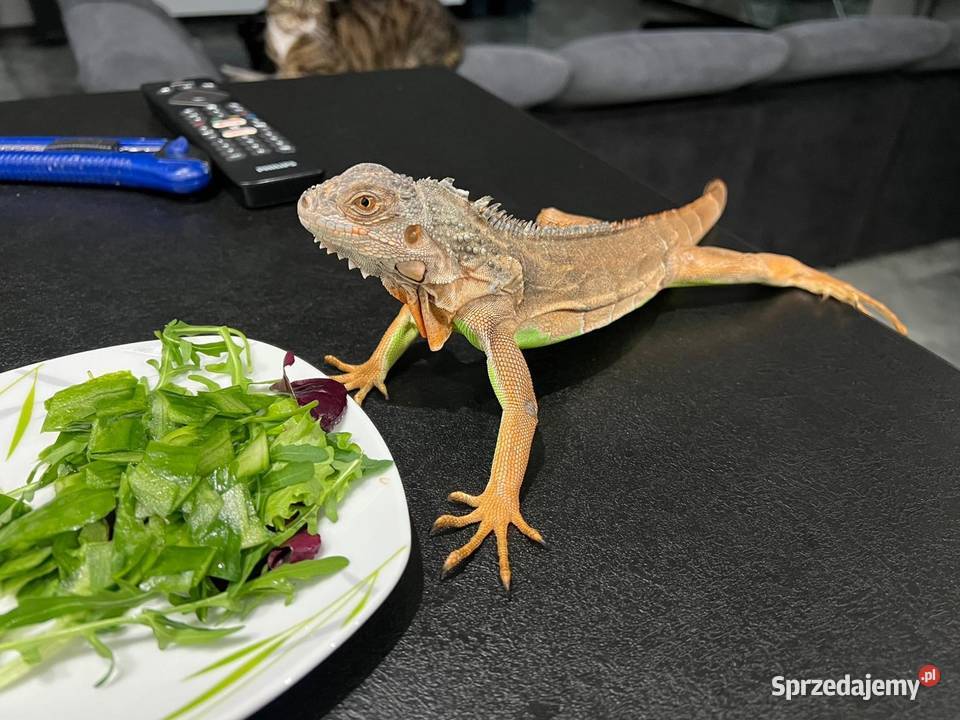 Sprzedam w ręce Młody Legwan zielony Oswojony Bydgoszcz sprzedam