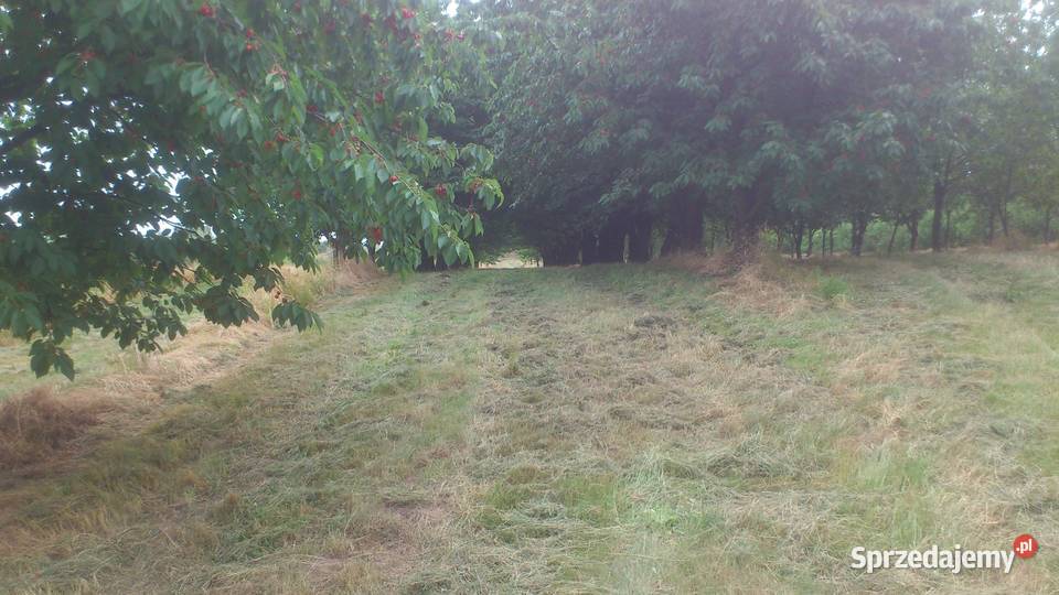 Sprzedam zbiór wiśni Dom i Ogród Piwonin