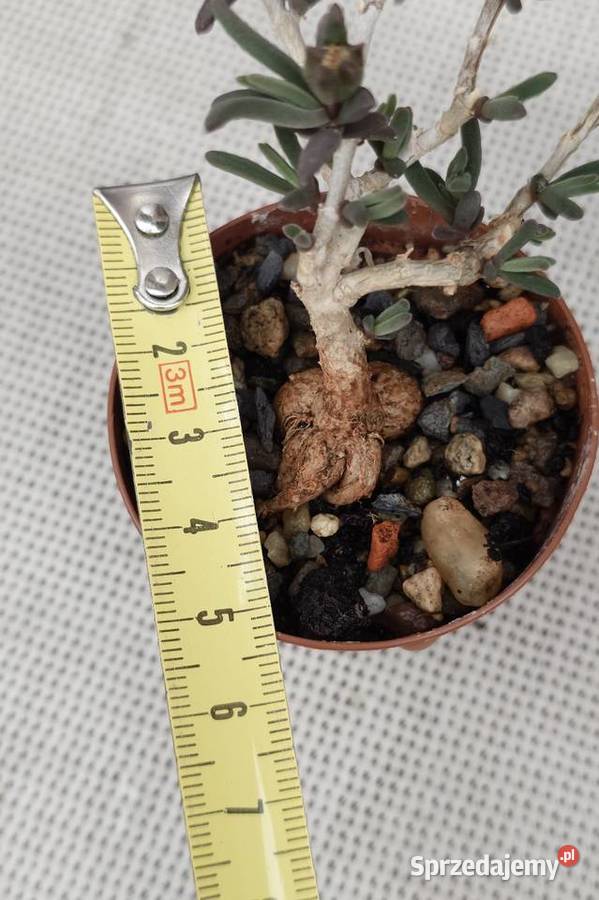 Delosperma bosseranum kaudeks miniatura w Kaktusy i sukulenty Warszawa