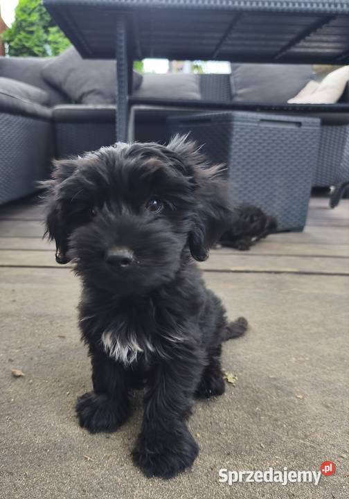 Yorkshire terrier Psary Małe