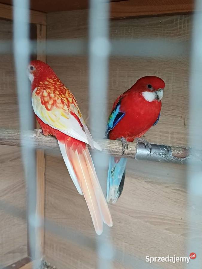 Sprzedam rozelle białoce Zwierzęta