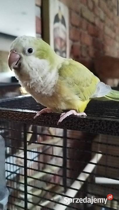 Papuga mnicha nizinna z klatką mazowieckie Grodzisk Mazowiecki sprzedam