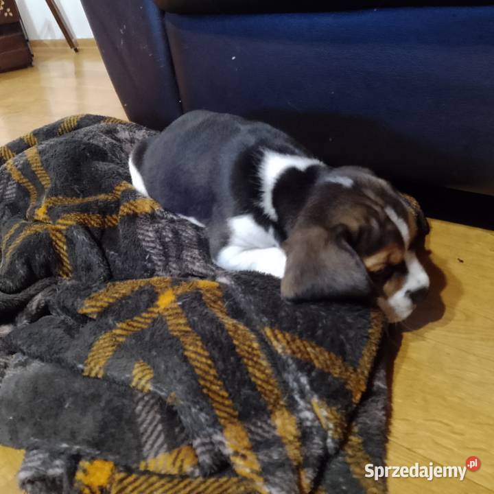 Sprzedam szczeniaka rasy Beagle Kutno