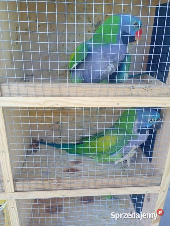 Aleksandretty chińskie Zduńska Wola