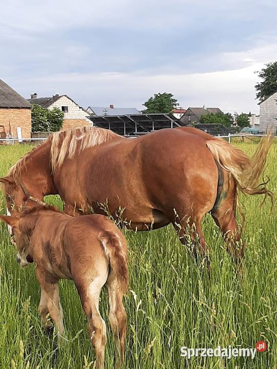 Klacz zimnokrwista Karwacz