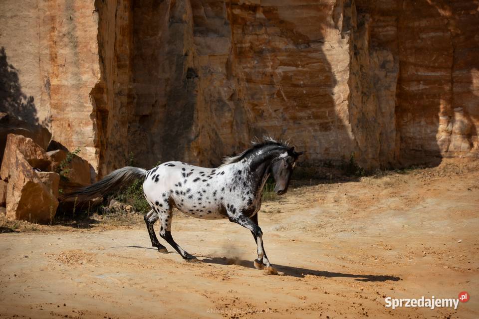 Kopalnia kamienia kamień elewacyjny dekoracyjny Wielgomłyny