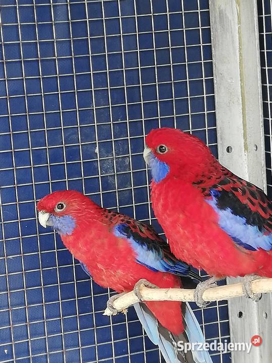 Rozella królewska Piotrkowice Wielkie