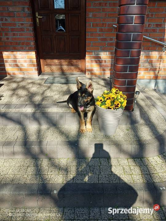 Owczarek niemiecki uzytkowy sprzedam