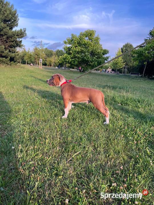 Amstaff FCI gotowy do odbioru szczeniak pomorskie Gdańsk