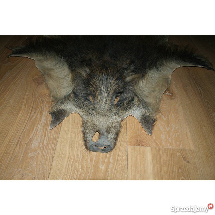 Trofeum myśliwskie pięknie wyprawiona skóra z Poznań sprzedam