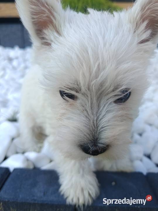 Szczeniaki rasy West Highland White Terrier Tarnów