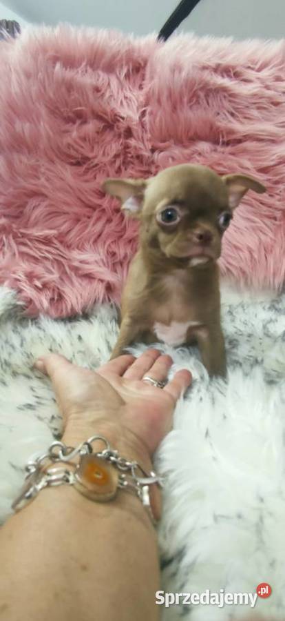 Gotowy Do Odbioru Piękny Chłopczyk Chihuahua Ciszkowo