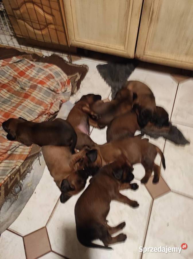 Posokowce bawarskieszczenięta rodowodowe FCI Poraj