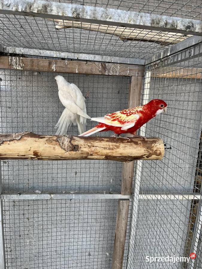 Rozelle królewskie 2025r Sośnicowice