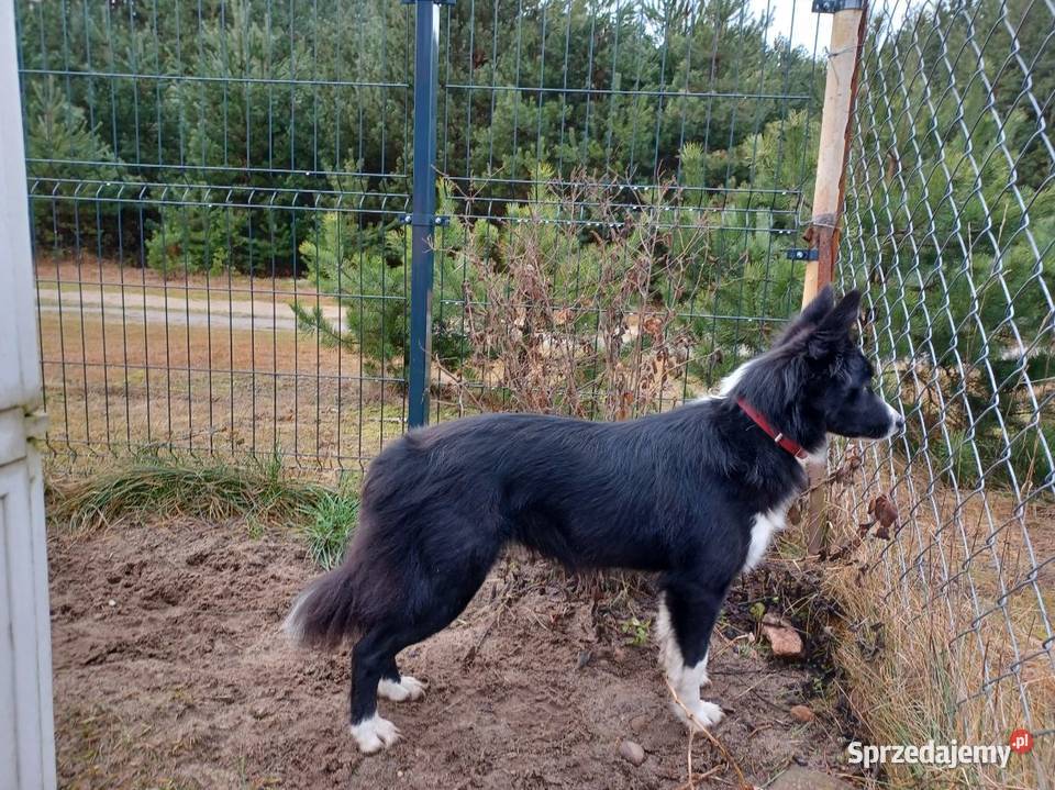 Szczeniak Border Collie mazowieckie Dębowa Góra