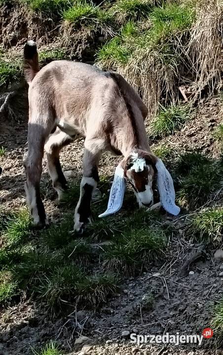 Koziołek anglonubijski Świdnica