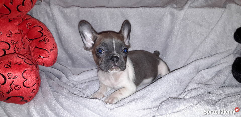 Buldog Francuski śliczna suczka Koza