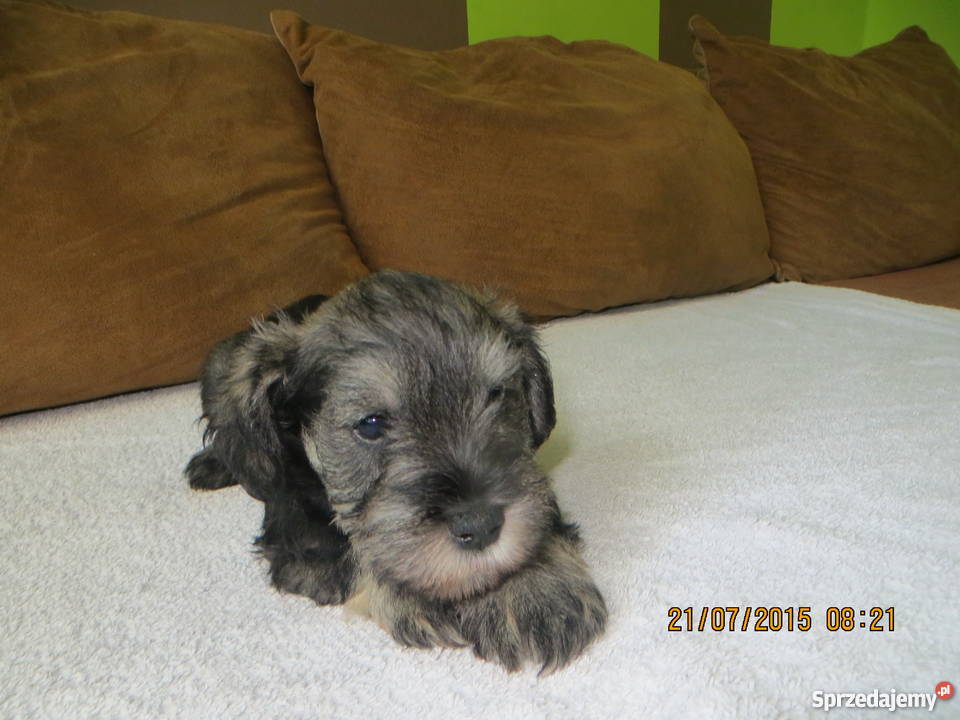 Sznaucer miniaturka Częstochowa