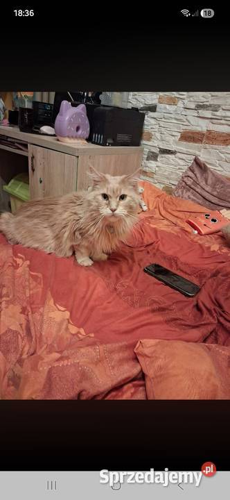 Maine coon kocica Sandomierz