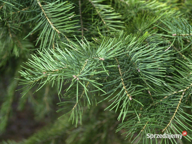 JODŁA JEDNOBARWNA Abies concolor NASIONA 220 Lubanie