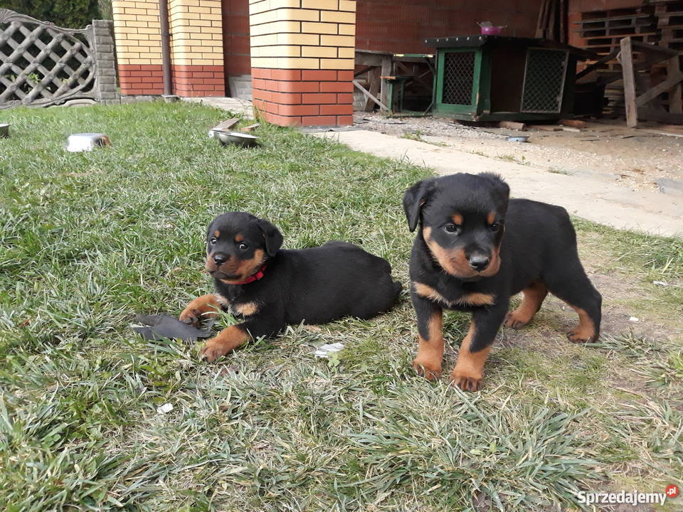 Rottweiler szczeniaki Rottweiler Radom