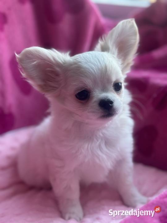 Chihuahua długowłosy z doskonałym rodowodem Białystok