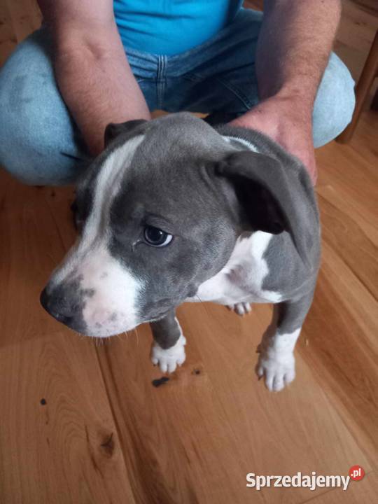 Amstaff American Staffordshire Terrier blue