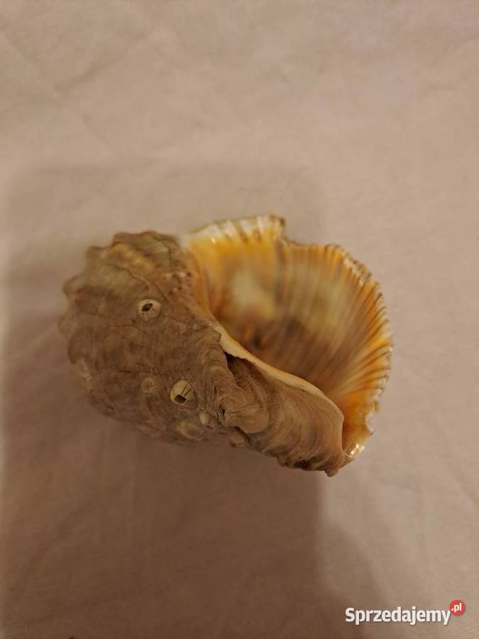 Muszla ozdobna 8 Wrocław