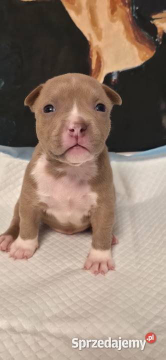 Śliczne szczenięta American Bully Pocket zdrowe pomorskie Gdańsk
