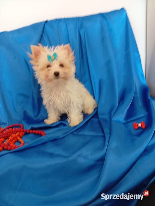 Malutki samczyk Golddust Yorkshire terrier nie Orzesze