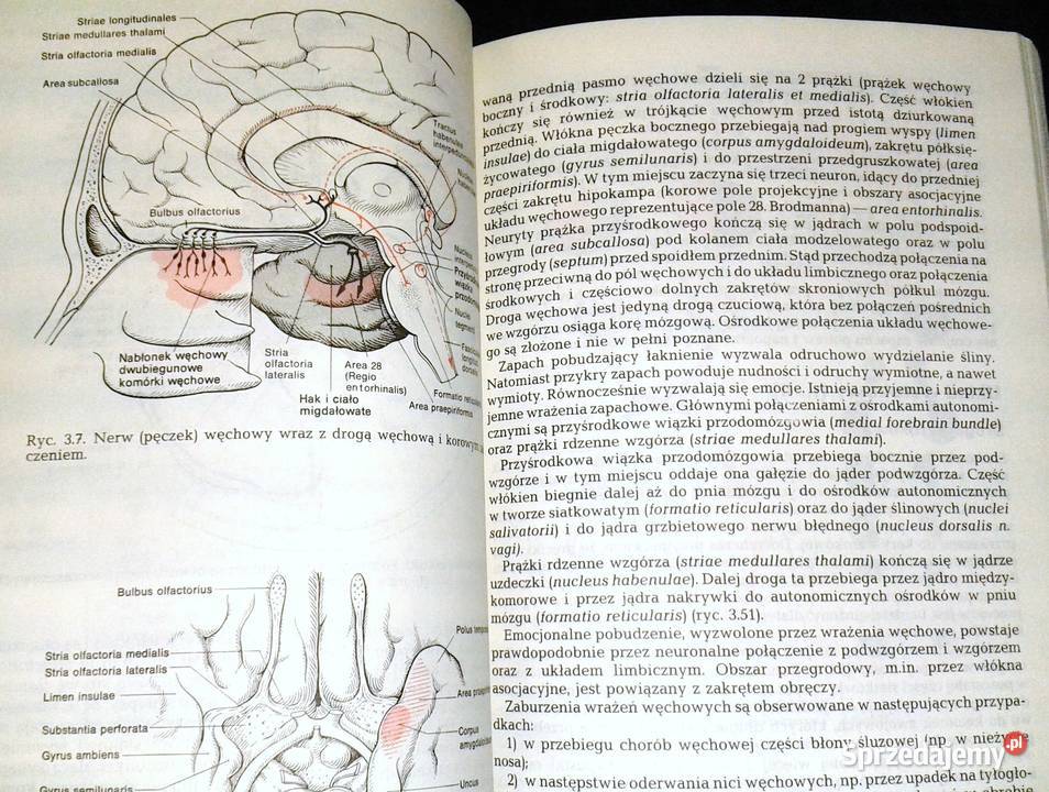 Diagnostyka topograficzna w neurologii Peter sprzedam