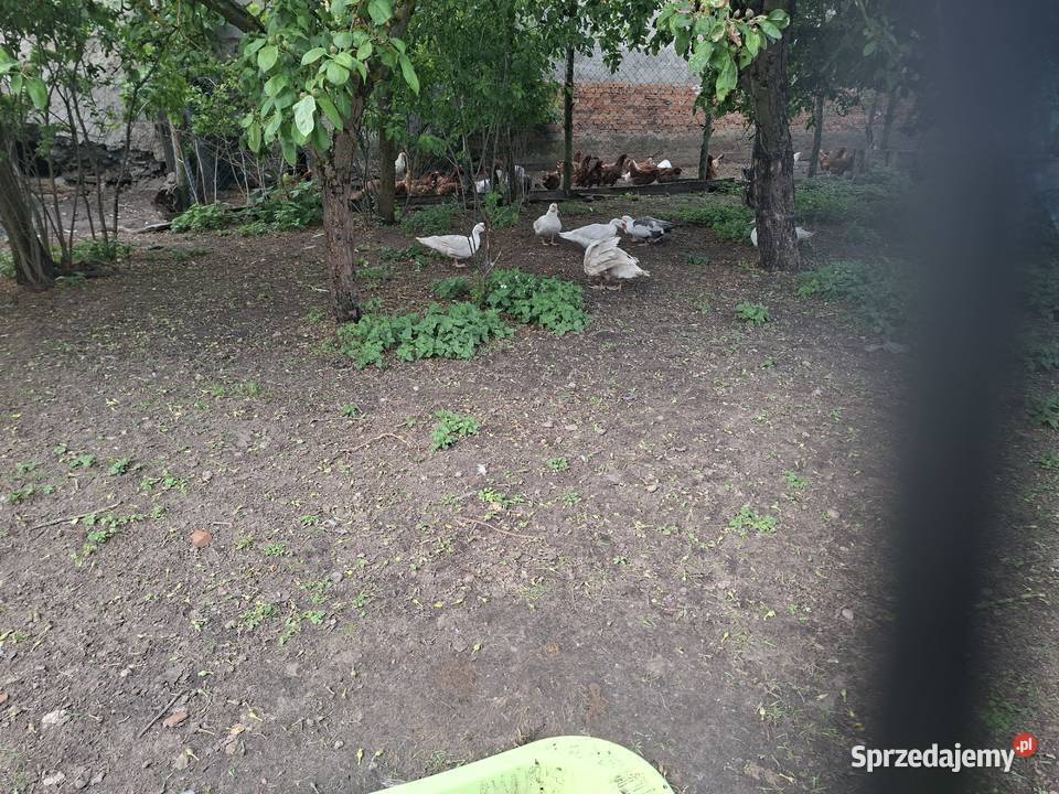 Sprzedam 5 kaczek i 1 kaczora pomorskie