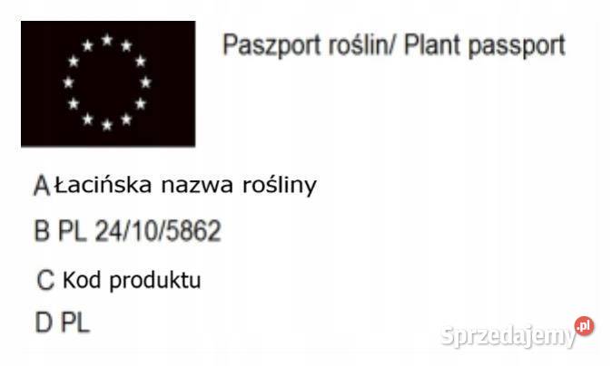 P9 KASZTAN JADALNY CASTANE SATIVA KRZEWY24 śląskie Miedźna sprzedam